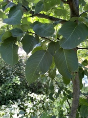 Pyrus bretschneideri