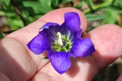 Gentiana pneumonanthe