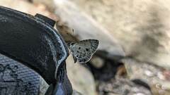 Megisba malaya sikkima