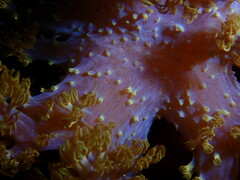 Conglomeratusclera coerulea