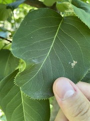 Pyrus bretschneideri