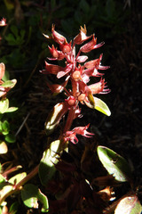 Thymus pulegioides