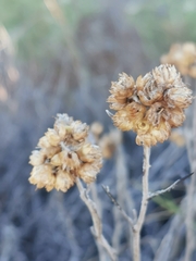 Helichrysum stoechas