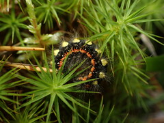 Acronicta cinerea