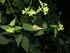 Calycomyza flavinotum