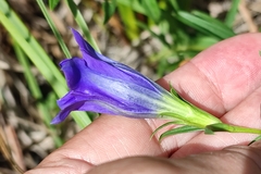 Gentiana pneumonanthe