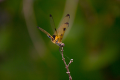 Rhyothemis variegata