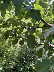 Pyrus bretschneideri