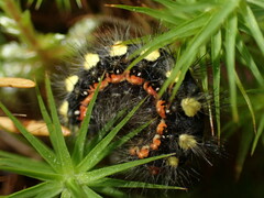 Acronicta cinerea
