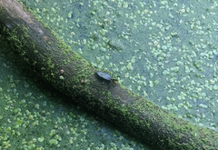 Nepomorpha