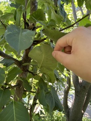 Pyrus bretschneideri