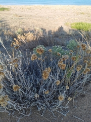 Helichrysum stoechas