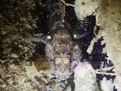 Gobius paganellus