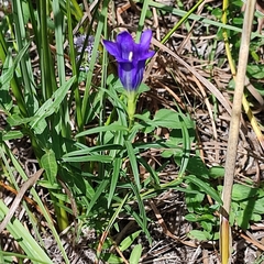 Gentiana pneumonanthe