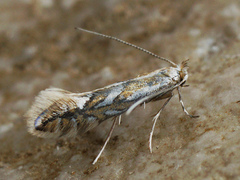 Phyllonorycter sorbi