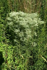 Eupatorium torreyanum