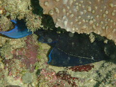 Odonus niger
