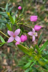 Boronia pinnata