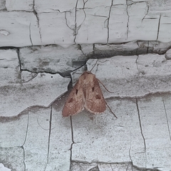 Agrotis exclamationis