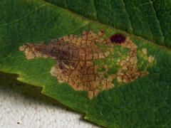 Phyllonorycter sorbi