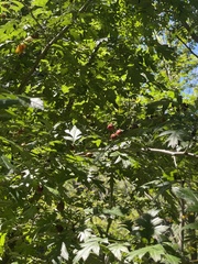 Crataegus pinnatifida