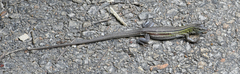 Aspidoscelis sexlineatus