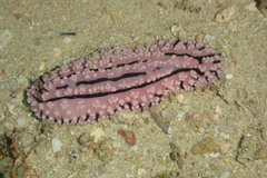 Phyllidiopsis gemmata