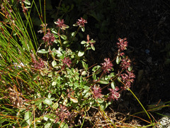 Thymus pulegioides