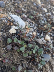 Senecioninae