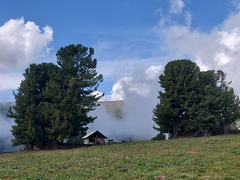 Pinus sibirica