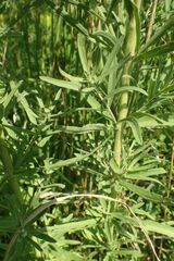 Eupatorium torreyanum