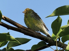Serinus canaria