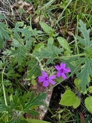 Glandularia chiricahensis