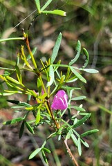 Boronia pinnata