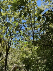 Crataegus pinnatifida