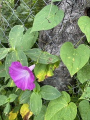Ipomoea orizabensis novogaliciana