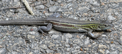 Aspidoscelis sexlineatus