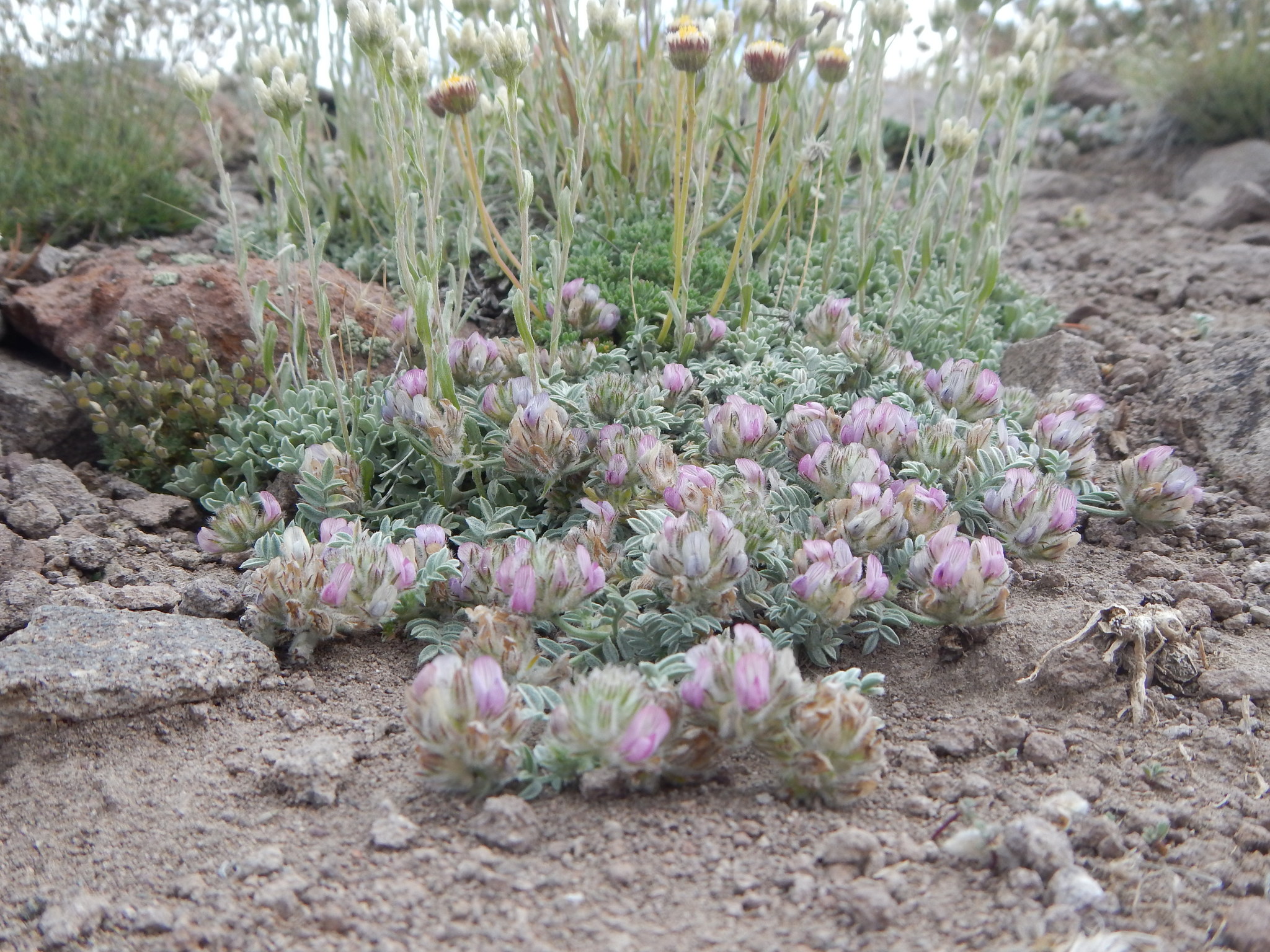 Astragalus austiniae
