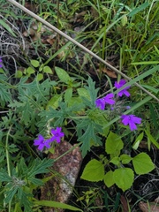 Glandularia chiricahensis