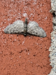 Pasiphila rectangulata