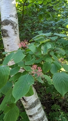 Cornus rugosa