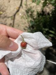 Crataegus pinnatifida