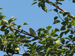 Serinus canaria