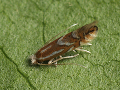 Phyllonorycter sorbi
