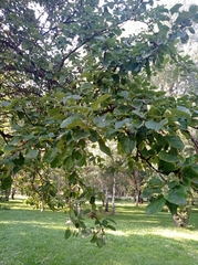Malus domestica