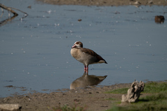 Alopochen aegyptiaca