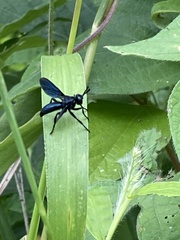 Penthosia satanica