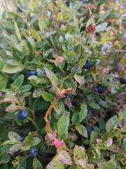 Vaccinium myrtillus