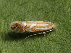 Phyllonorycter sorbi