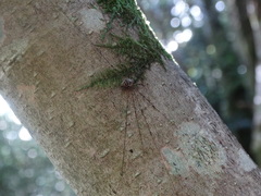 Dicranopalpus ramosus